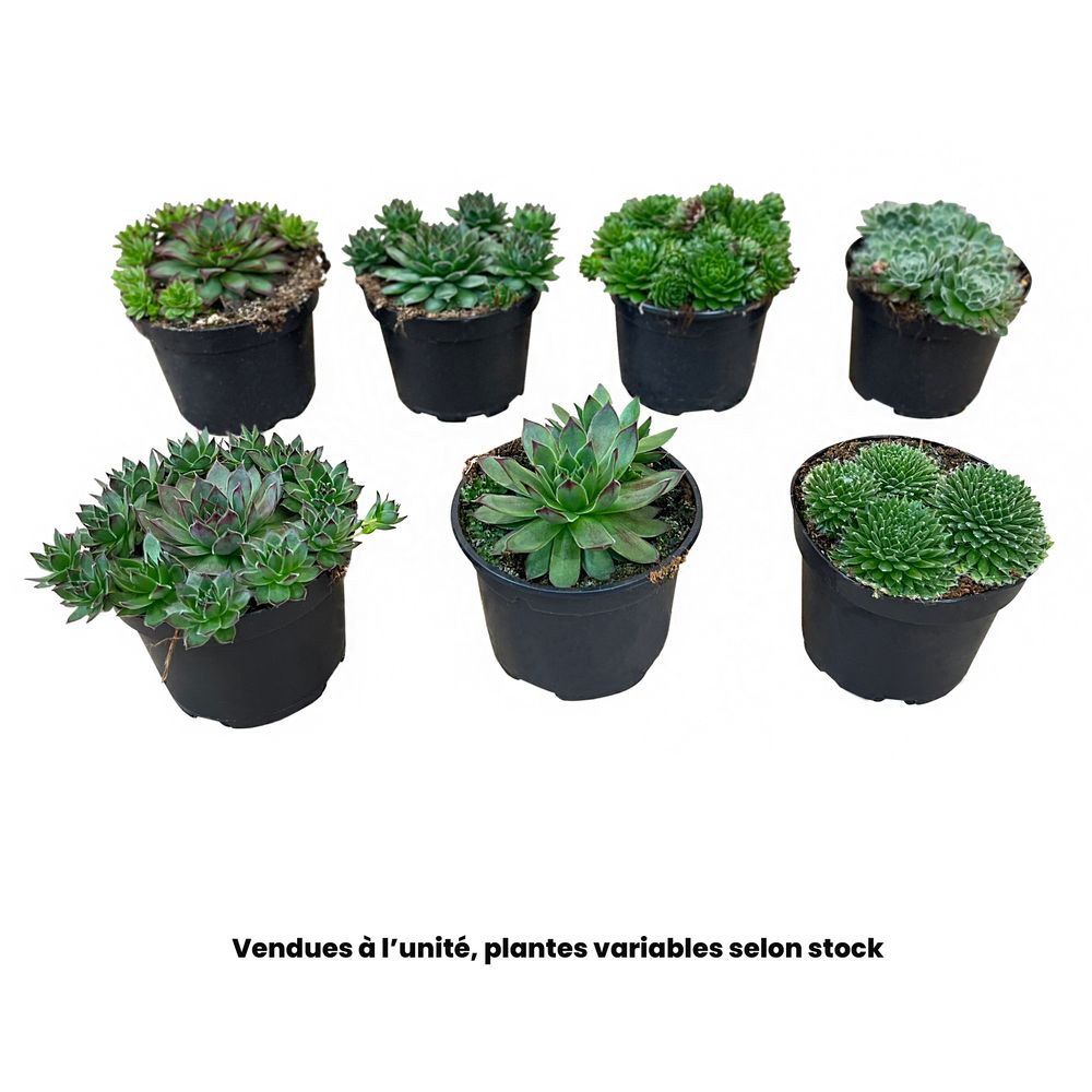 Sempervivum, variétés variables : pot 0,5L