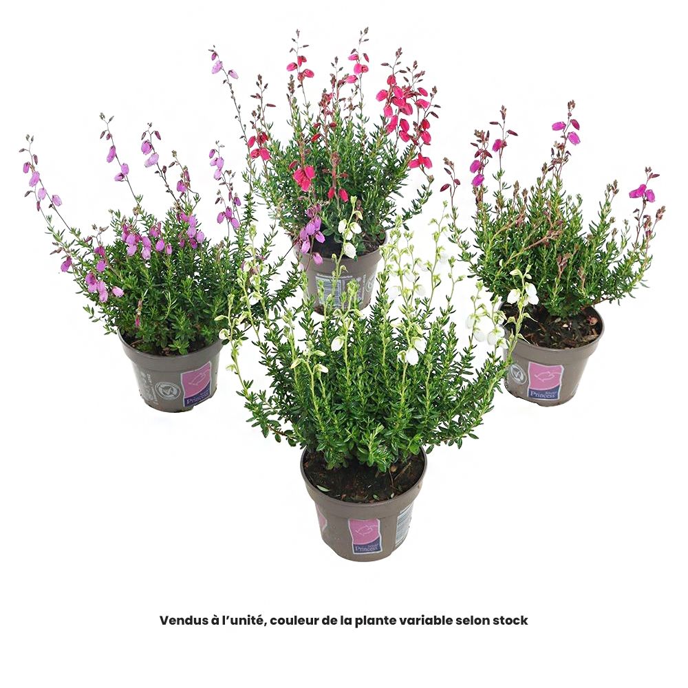 Daboecia, coloris variables : pot D.11cm