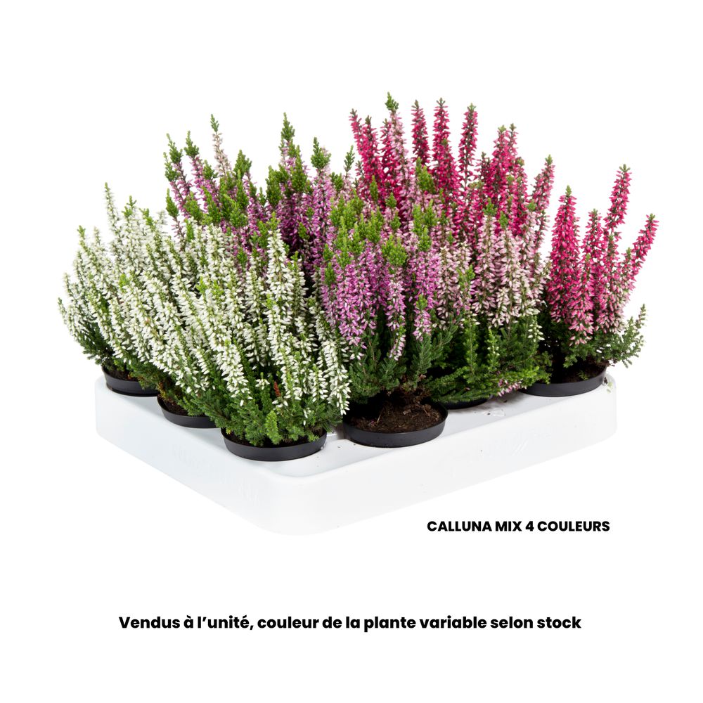 Mini plante d'extérieur, variétés variables : pot D.6cm