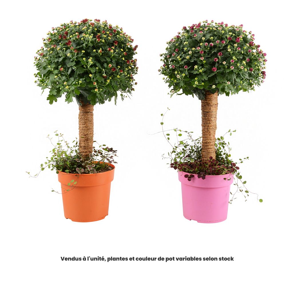 Chrysanthème, ton sur ton, tuteur mousse, coloris variables : pot 3L