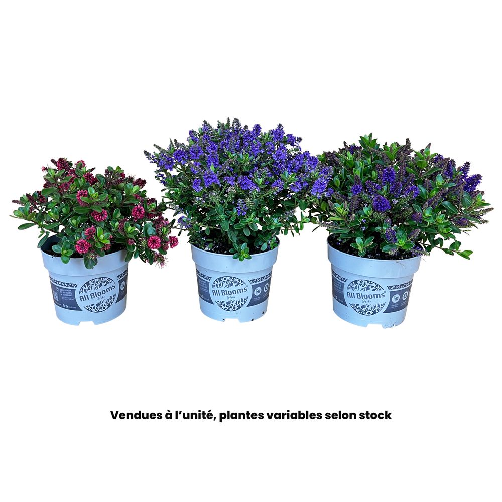 Hebe 'All Blooms', variétés variables : pot D.15/17cm