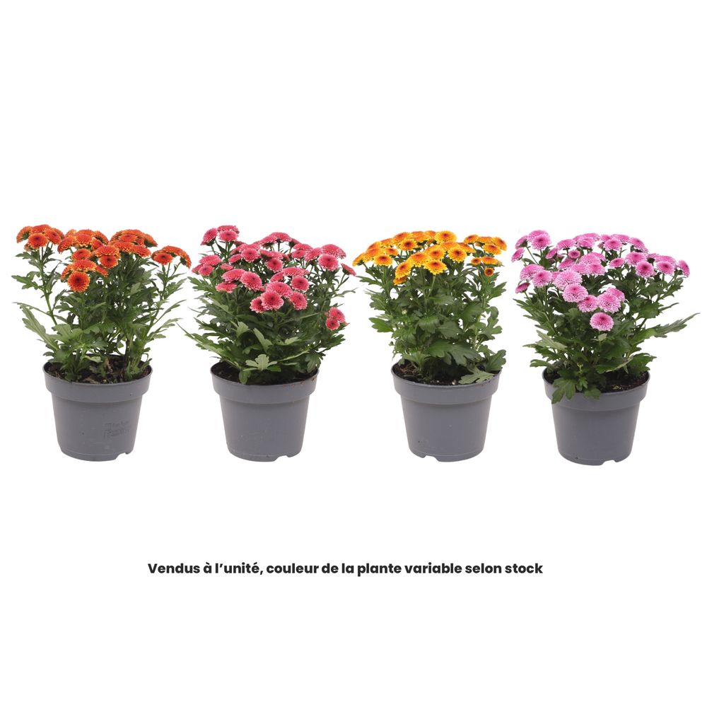 Chrysanthème, série Jellyfish®, coloris variables : pot D.12cm