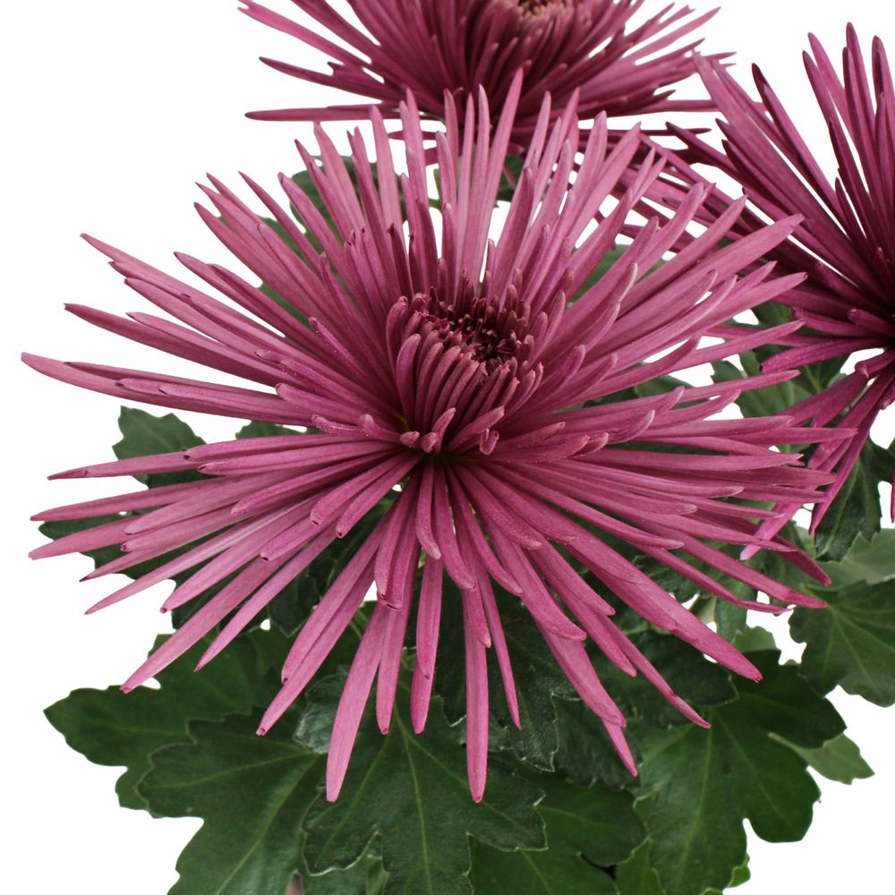 Chrysanthème anastasia, coloris variables : pot D.13cm