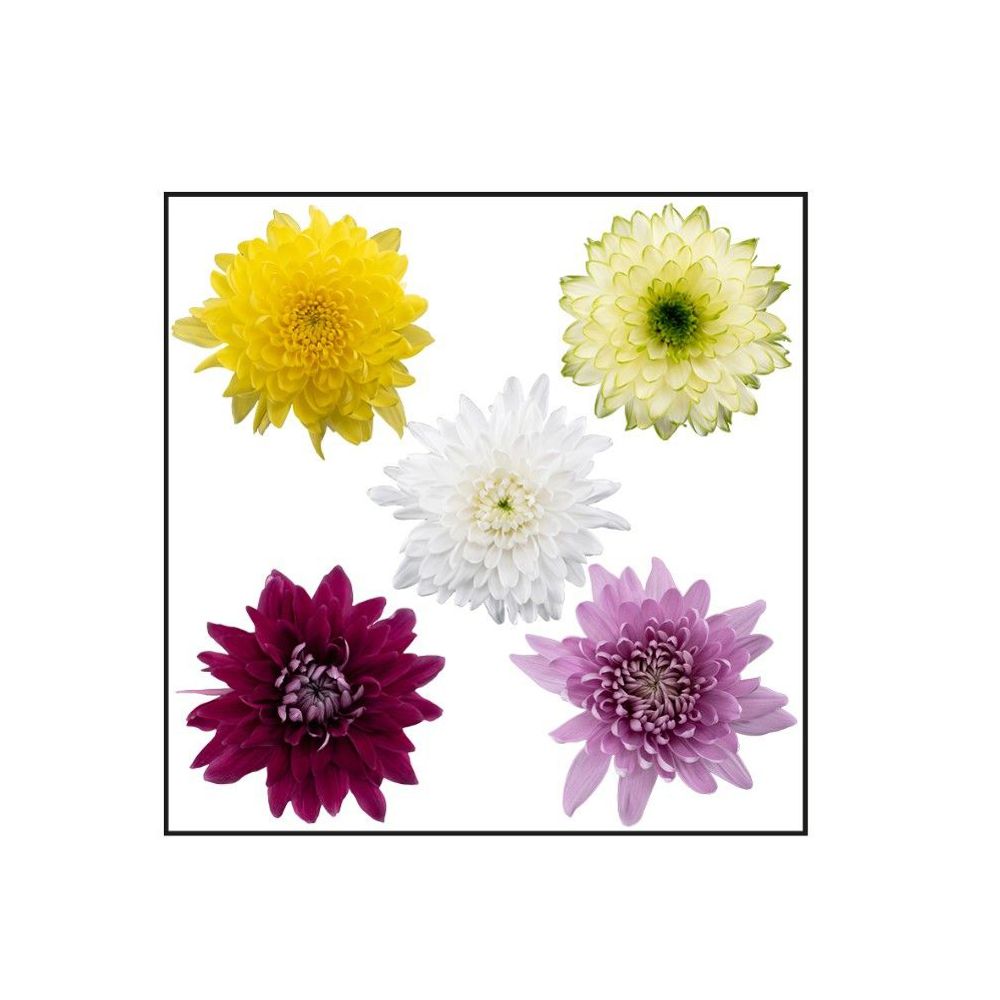 Chrysanthème 'Nova Zembla', variétés variables : pot D.13cm