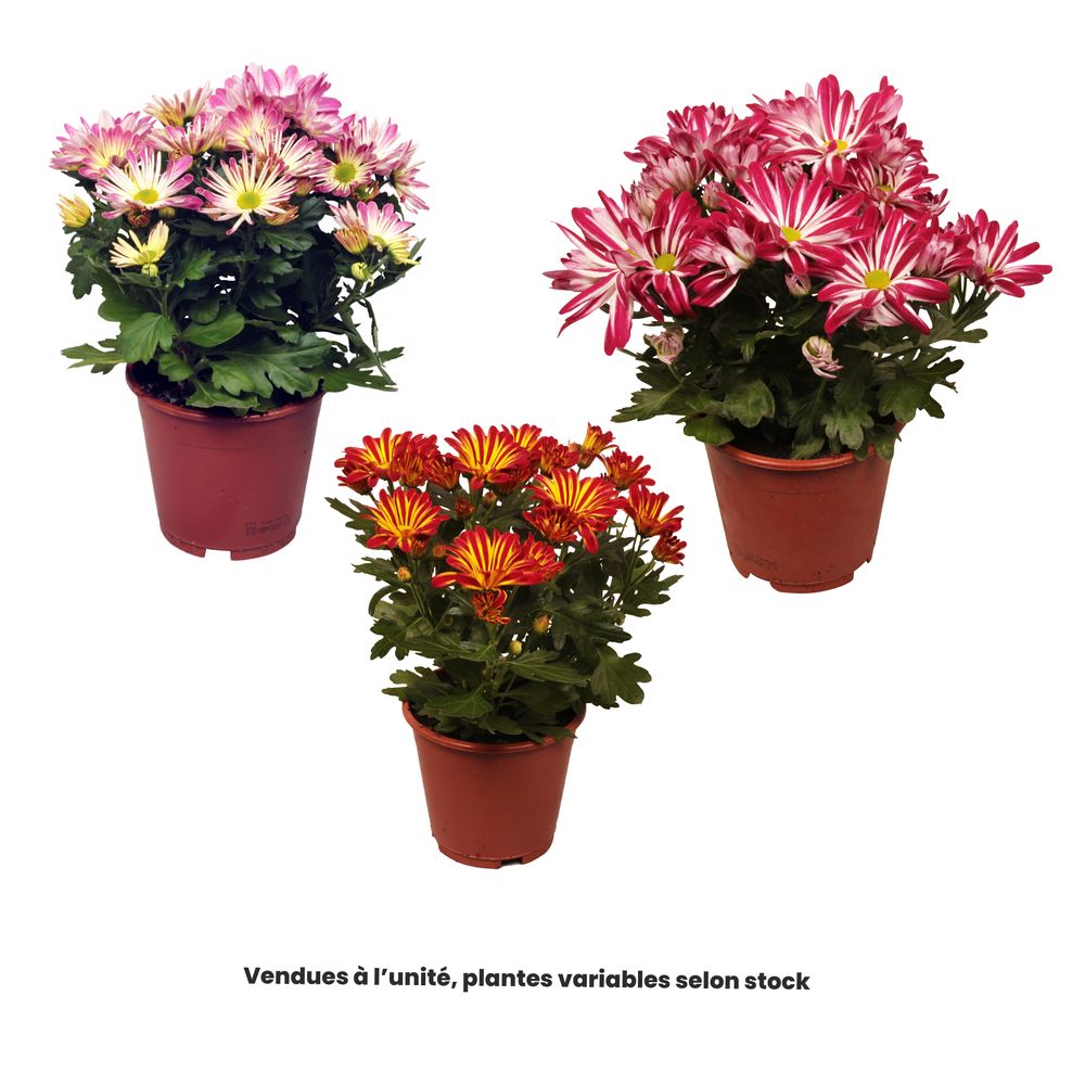 Chrysanthème anémone, variétés variables : pot D.13cm