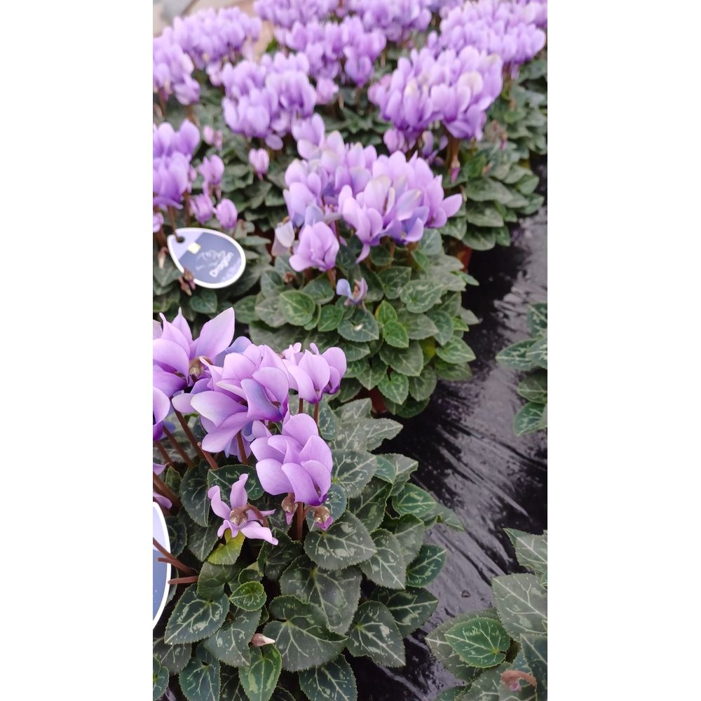 Cyclamen de Perse Dragon® 'Blue' : jardinière 40cm