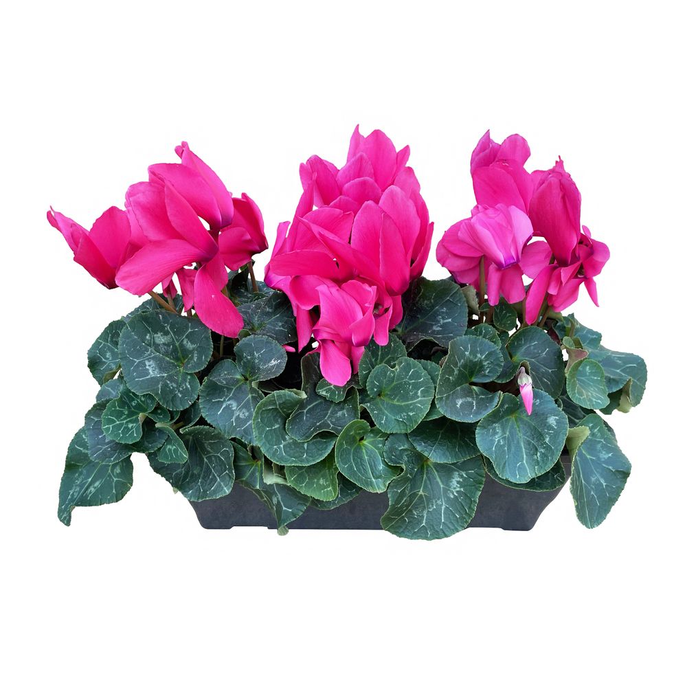 Cyclamen, série 'Halios®' : jardinière 40cm