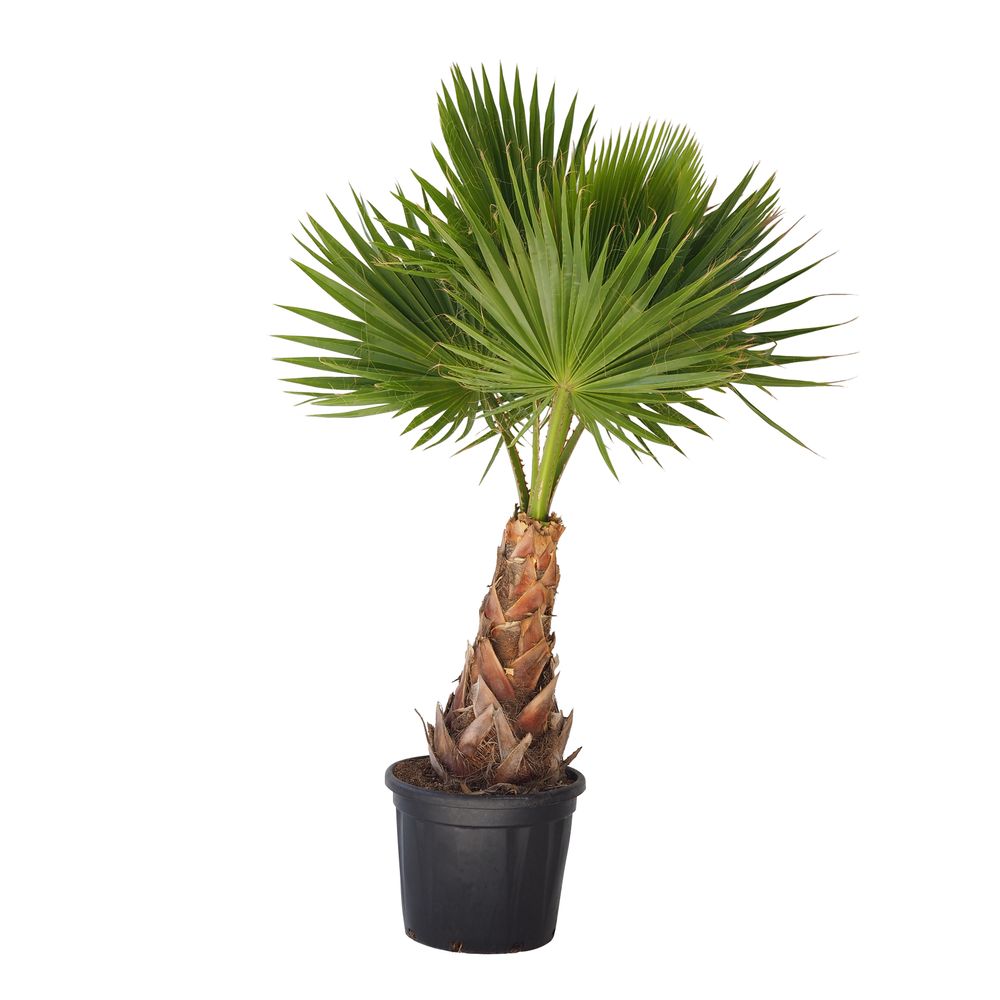 Washingtonia robusta : pot 40L