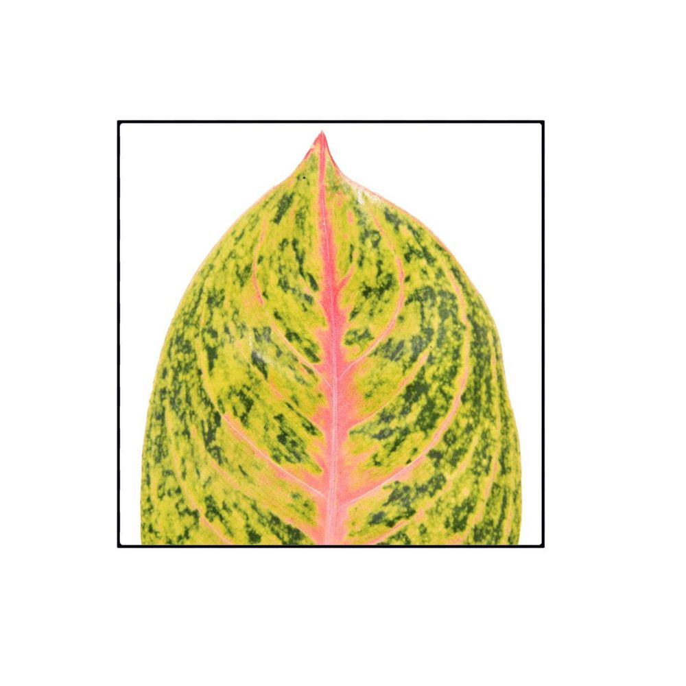 Aglaonema 'Grand Blossom' : pot D.19cm