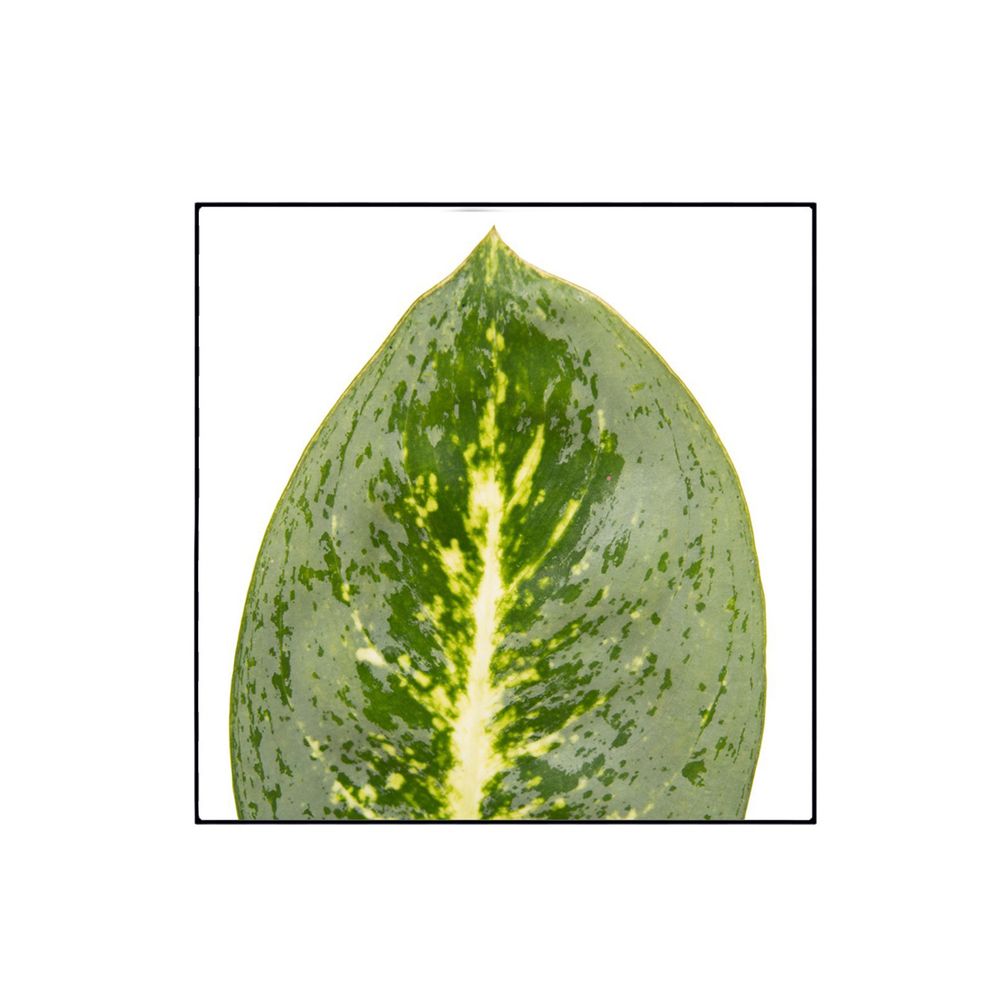 Aglaonema 'Lemon Mint' : pot D.19cm
