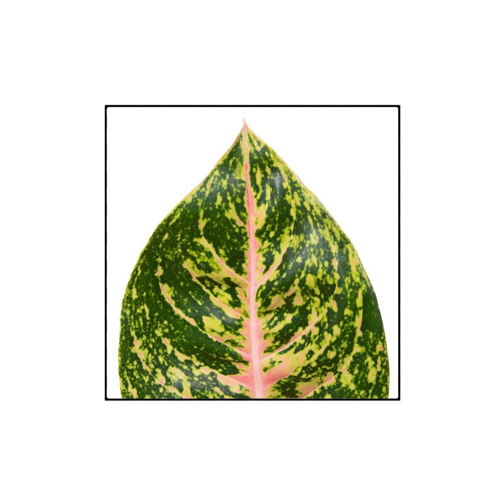 Aglaonema 'Spring red' : pot D.19cm