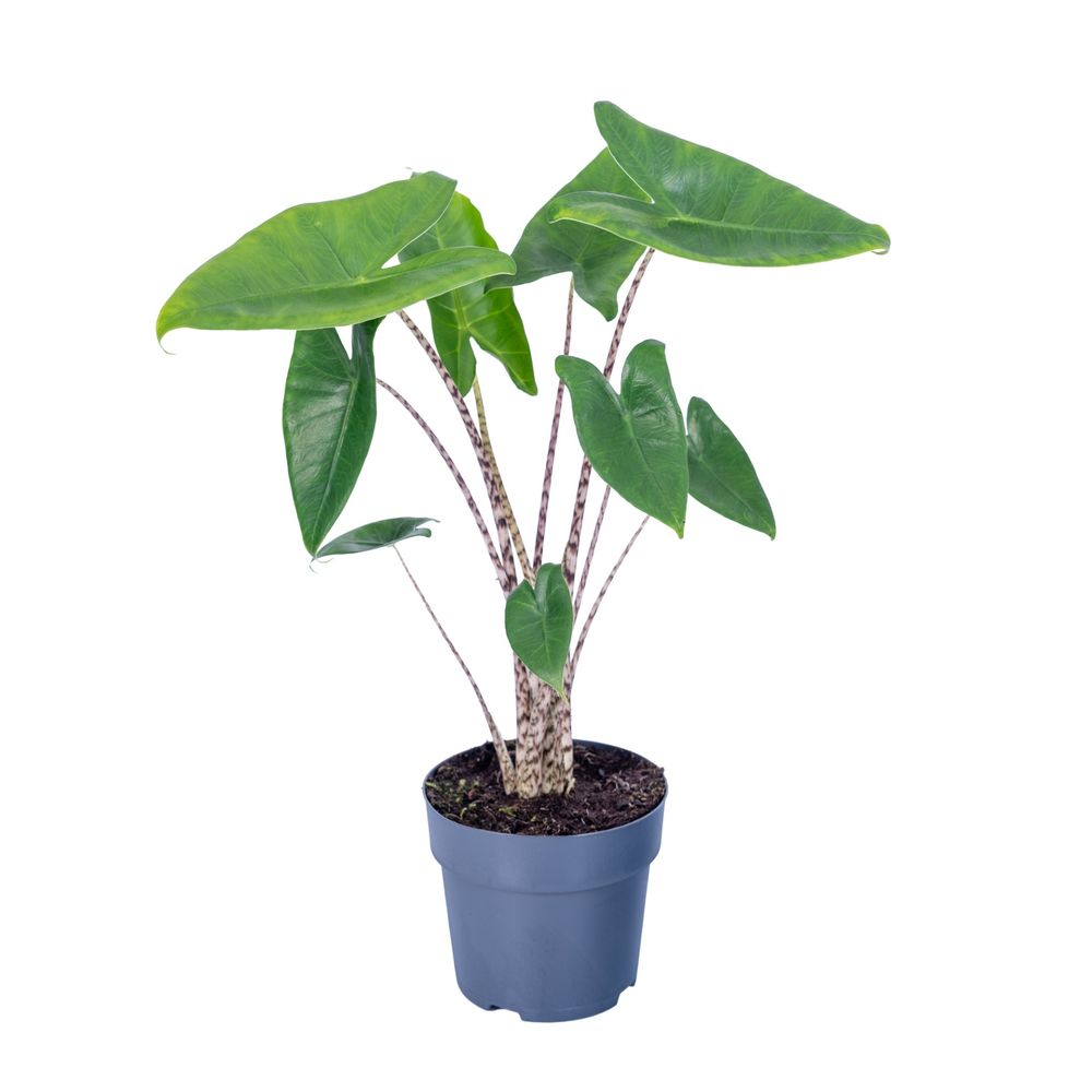 Alocasia zebrina : pot D.17cm