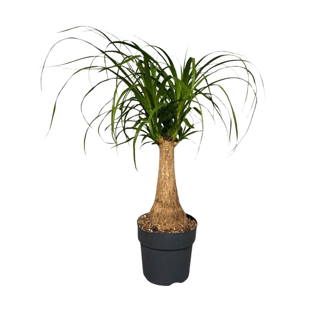 Beaucarnea recurvata tige : pot D.17cm