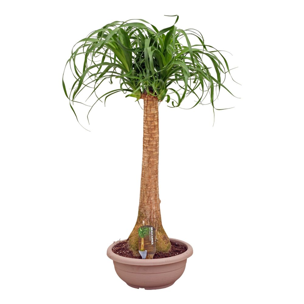 Beaucarnea recurvata tige : pot D.30cm