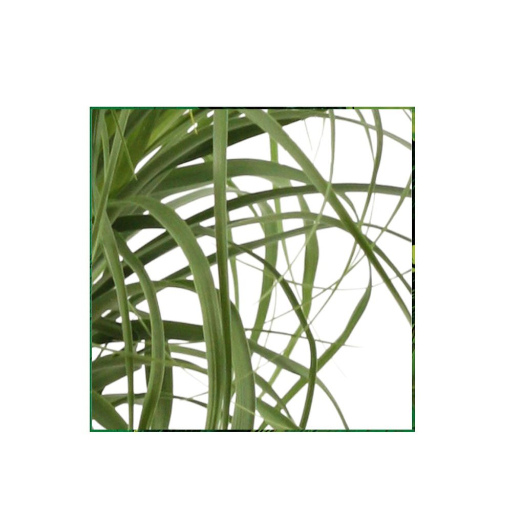 Beaucarnea recurvata ramifié : pot D.30cm