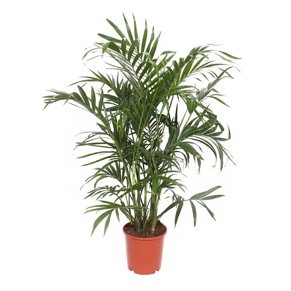 Chamaedorea cataractarum : pot D.21cm