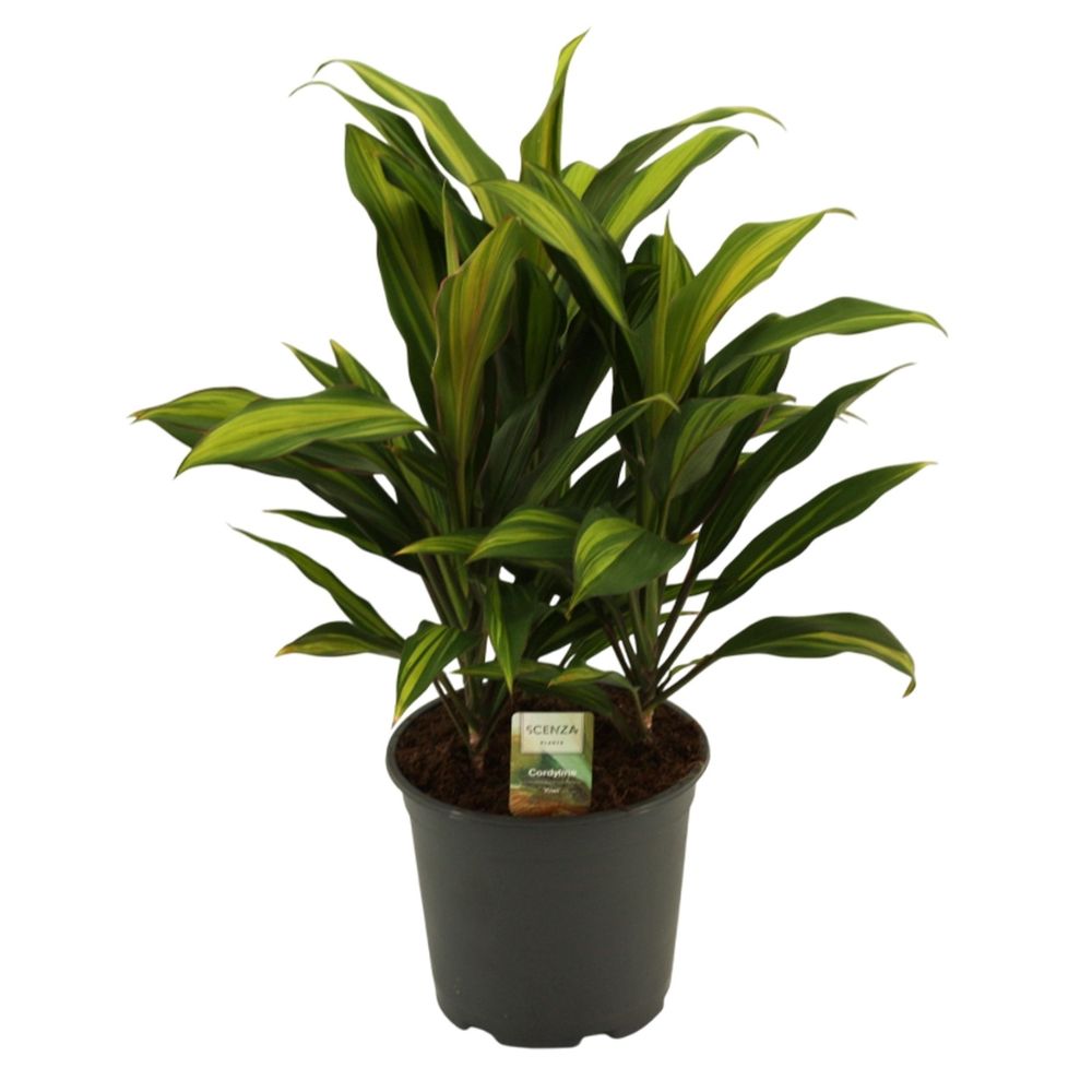 Cordyline 'Kiwi' : pot D.19cm
