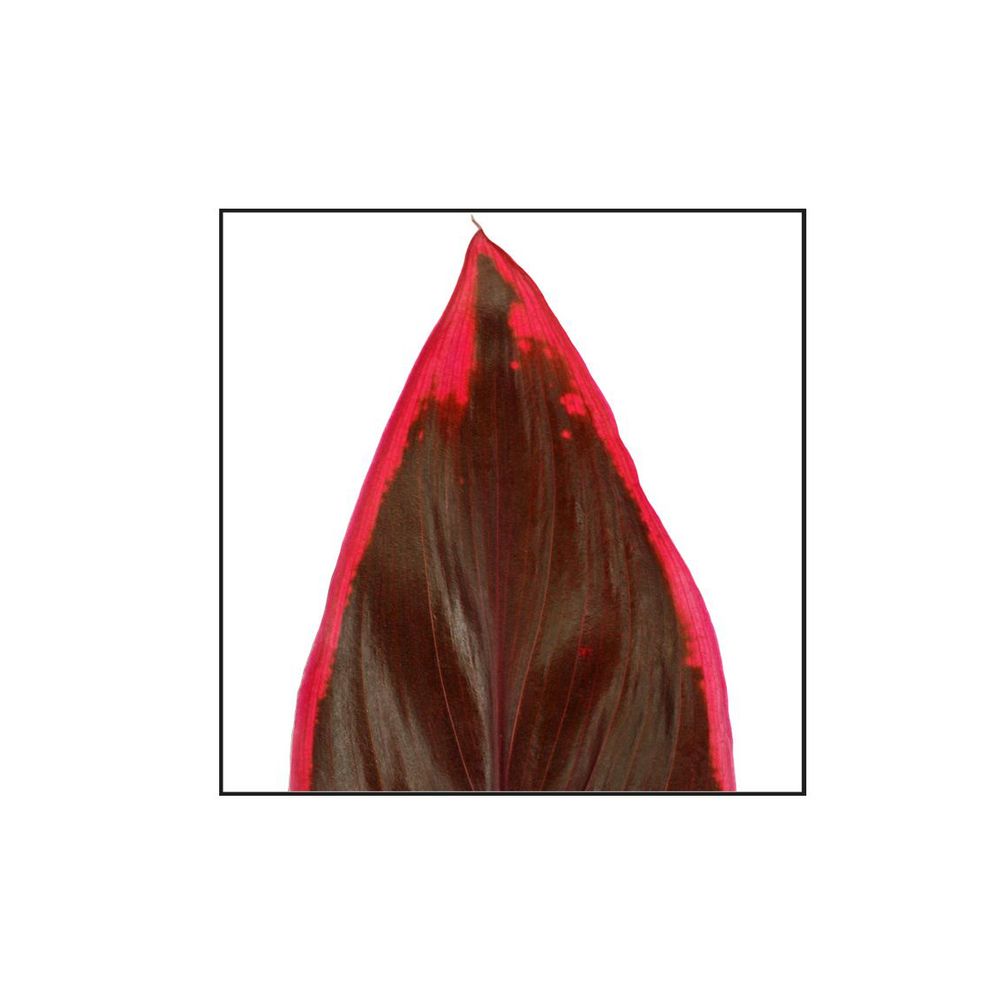 Cordyline 'Mambo' : pot D.19cm