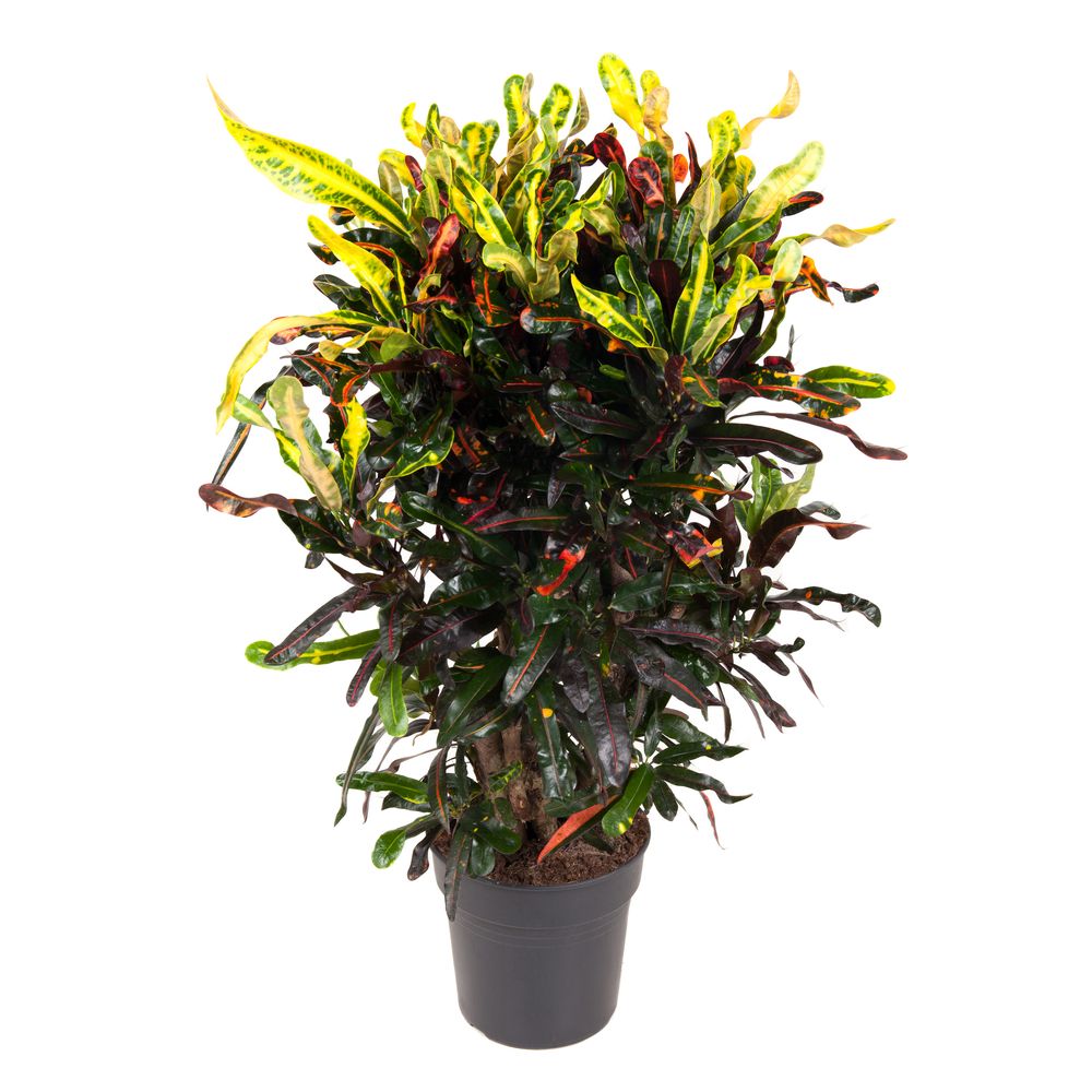 Croton 'Mammi' : pot D.27cm