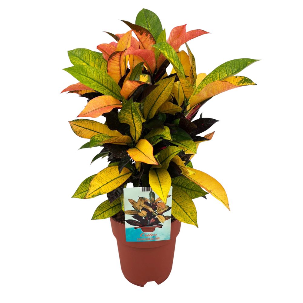 Croton 'Iceton' : pot D.19cm