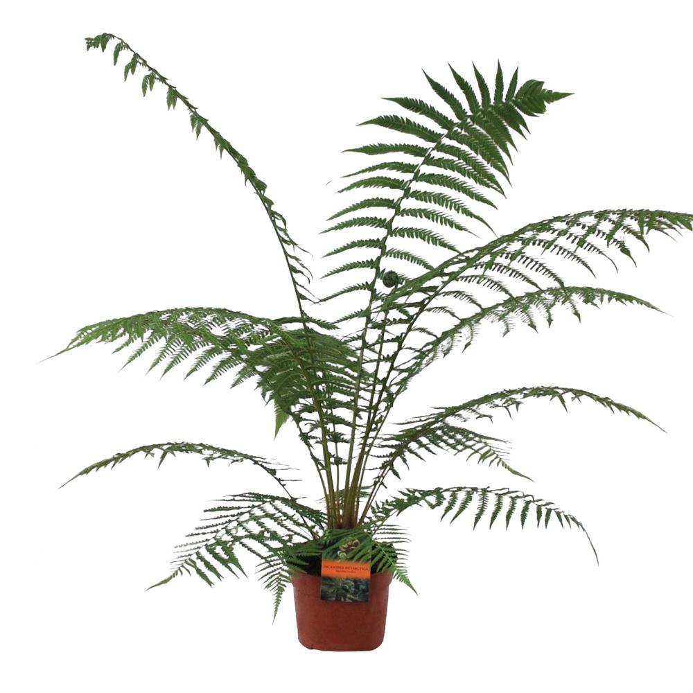 Dicksonia antartica : pot D.24cm