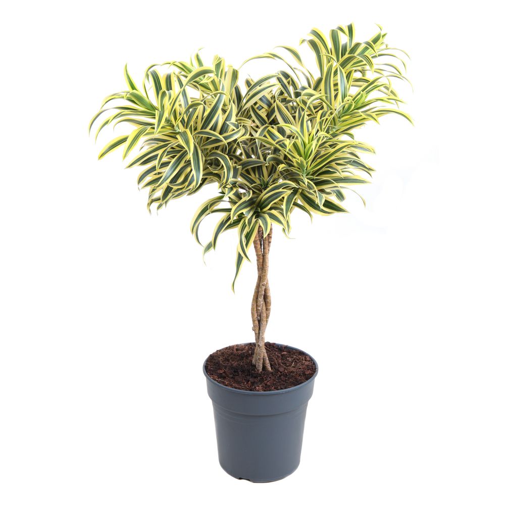 Dracaena tressé 'Song of India' : pot D.24cm