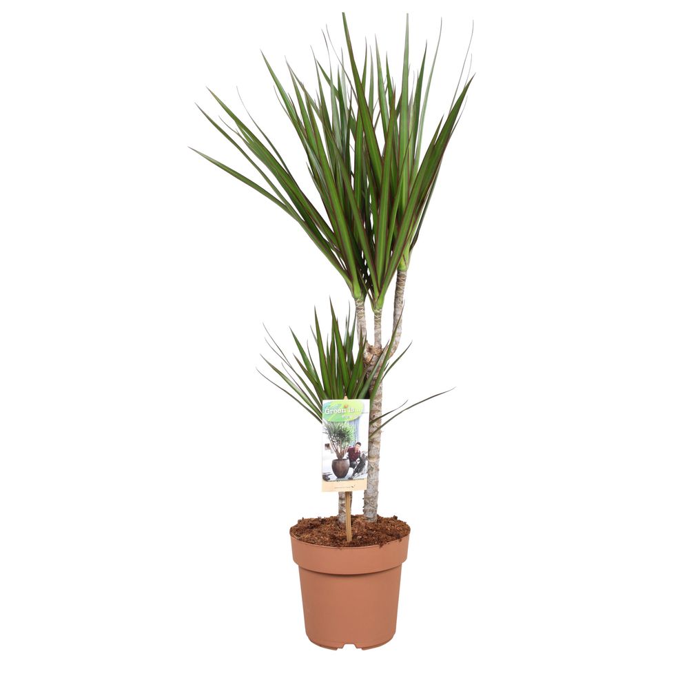 Dracaena marginata, 2 pieds : pot D.17cm