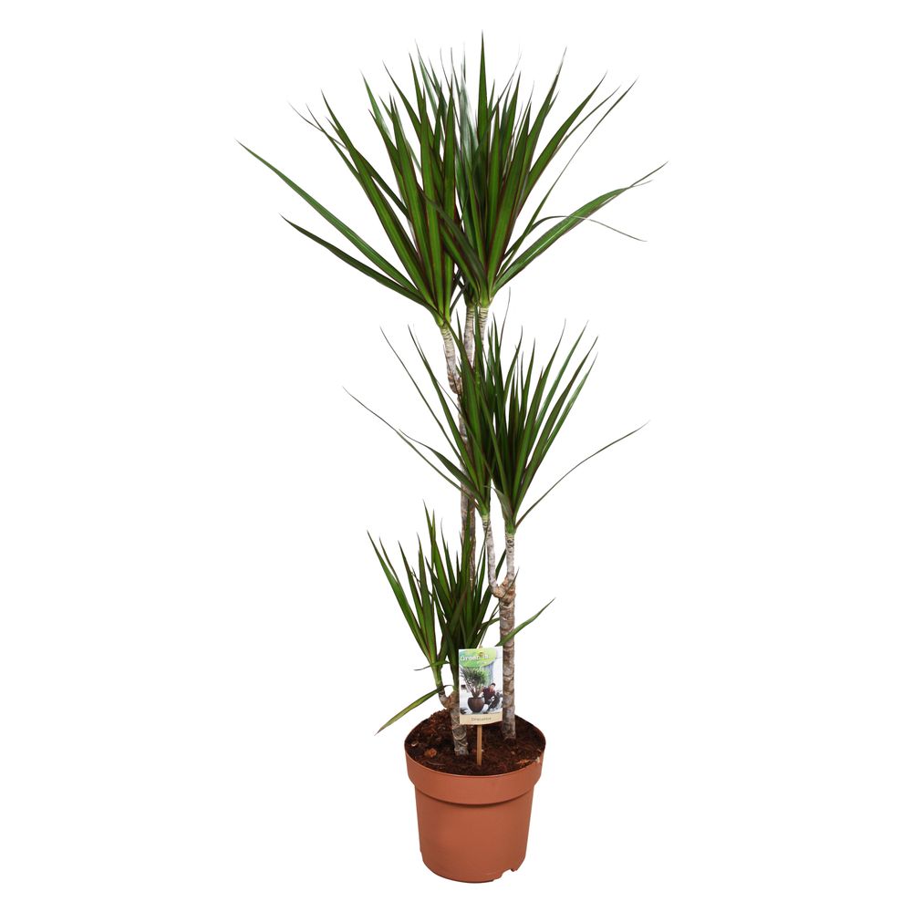 Dracaena marginata, 3 pieds : pot D.21cm