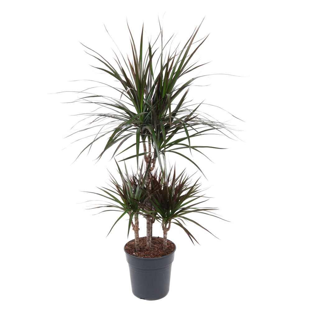 Dracaena marginata 'Carrousel' : pot D.21cm
