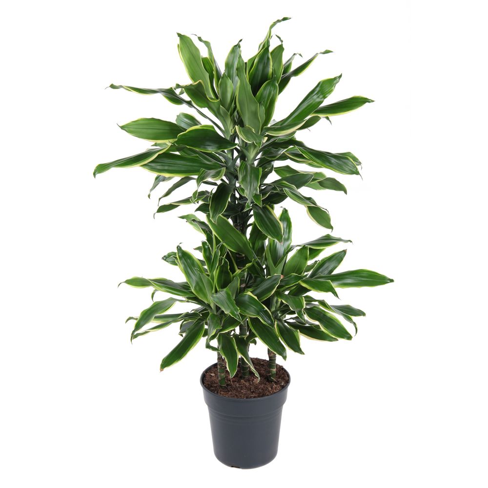 Dracaena marginata 'Gold Carrousel' : pot D.21cm