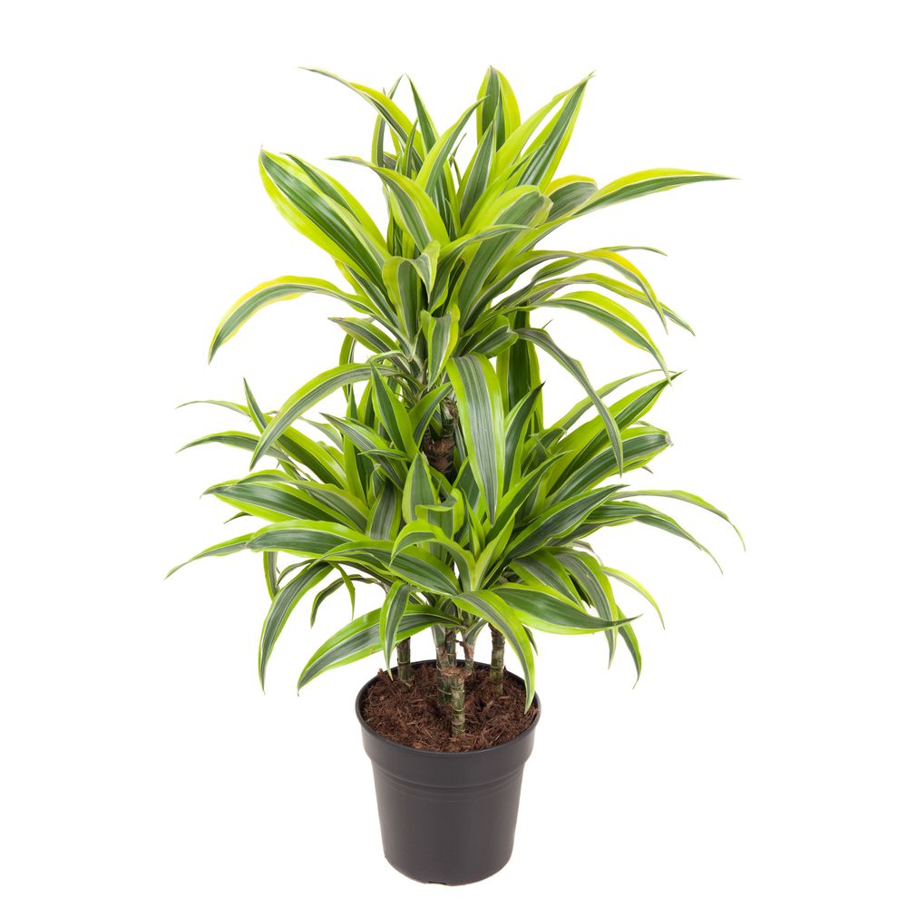 Dracaena marginata 'Lemon Carrousel' : pot D.21cm