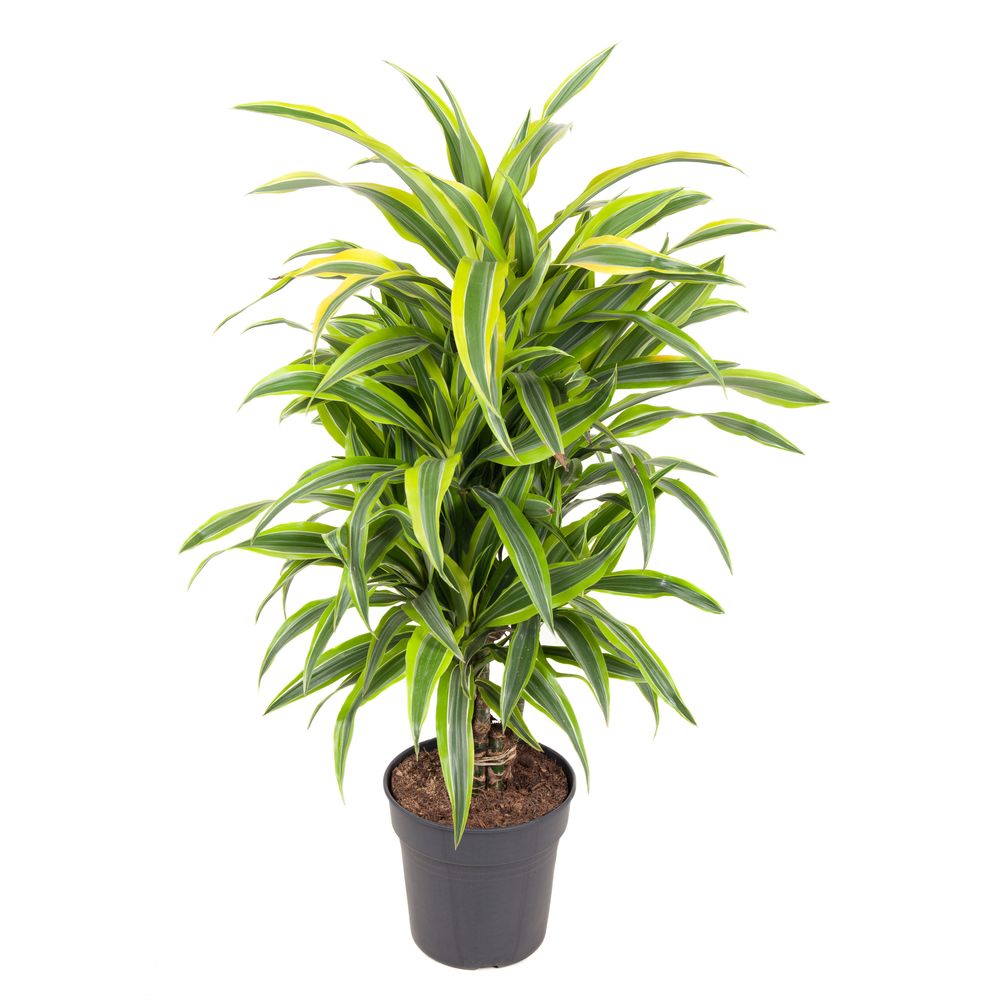 Dracaena ramifié 'Lemon Lime' : pot D.24cm