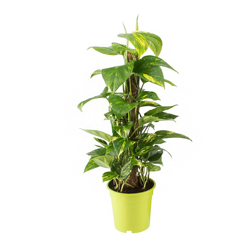 Scindapsus 'Aureum' sur tuteur mousse : pot D.17cm