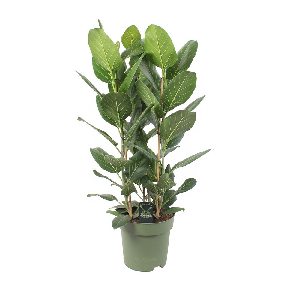 Ficus benghalensis 'Audrey' 3 pieds : pot D.27cm
