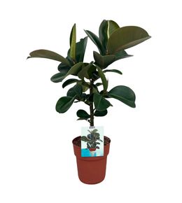 Ficus elastica 'Cloe' : pot D.19cm