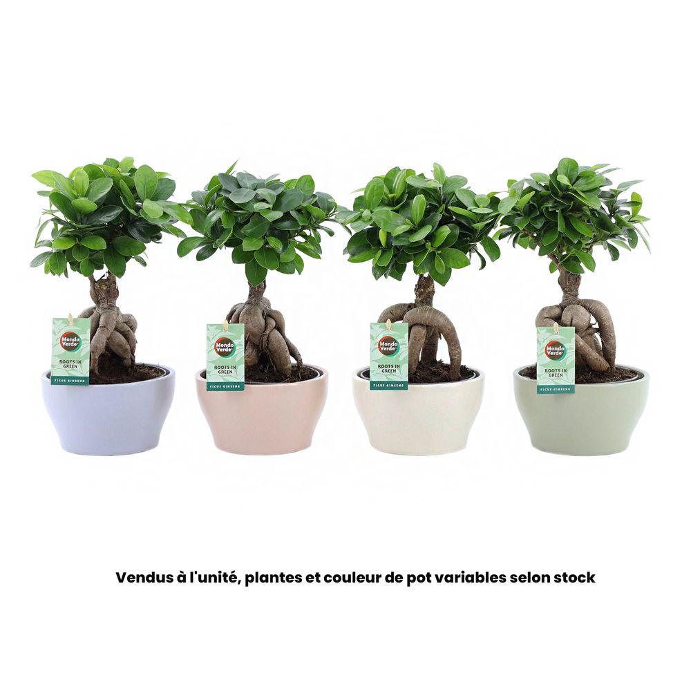 Ficus 'Ginseng' : coupe Jaro de coloris variables D.16cm