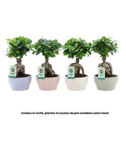 Ficus 'Ginseng' : coupe Jaro de coloris variables D.16cm