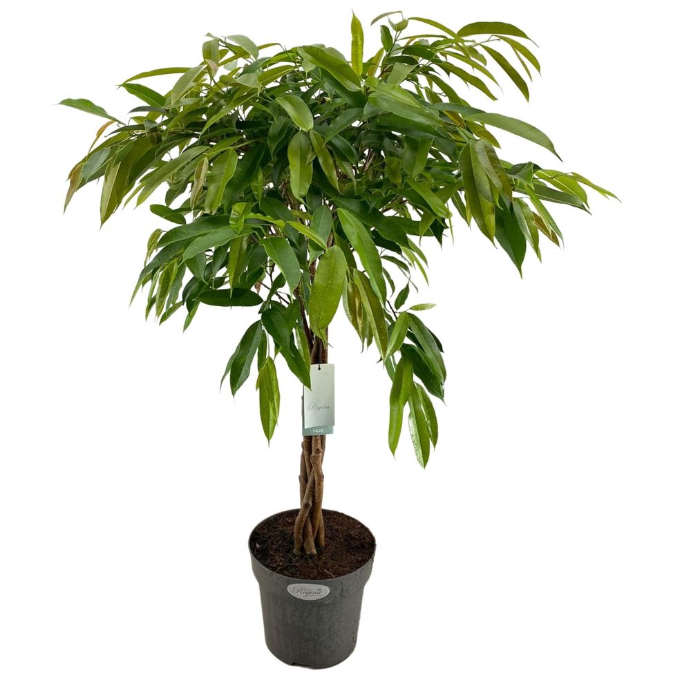 Ficus tressé 'Amstel King' : pot D.24cm