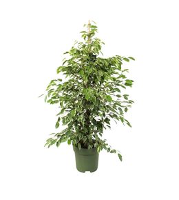 Ficus 'Golden King' : pot D.27cm