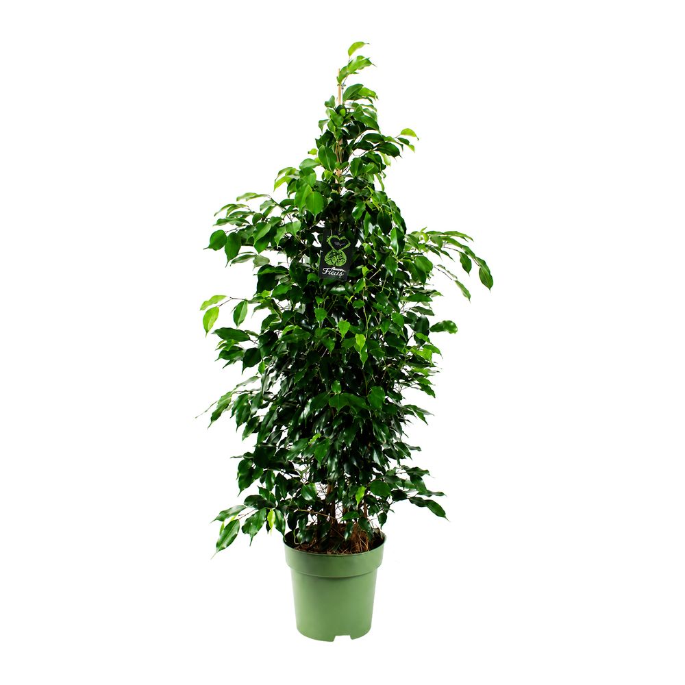 Ficus 'Danielle' : pot D.27cm