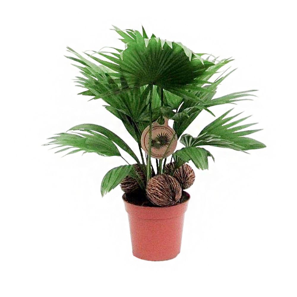 Livistona rotundifolia : pot D.14cm