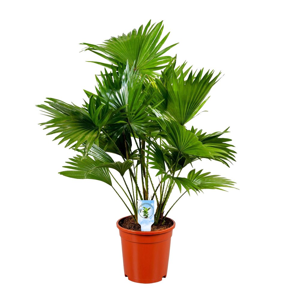 Livistona rotundifolia : pot D.17cm