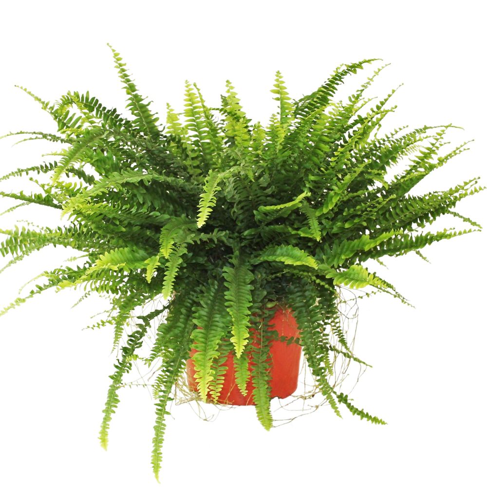 Nephrolepis 'Green Lady' : pot D.24cm