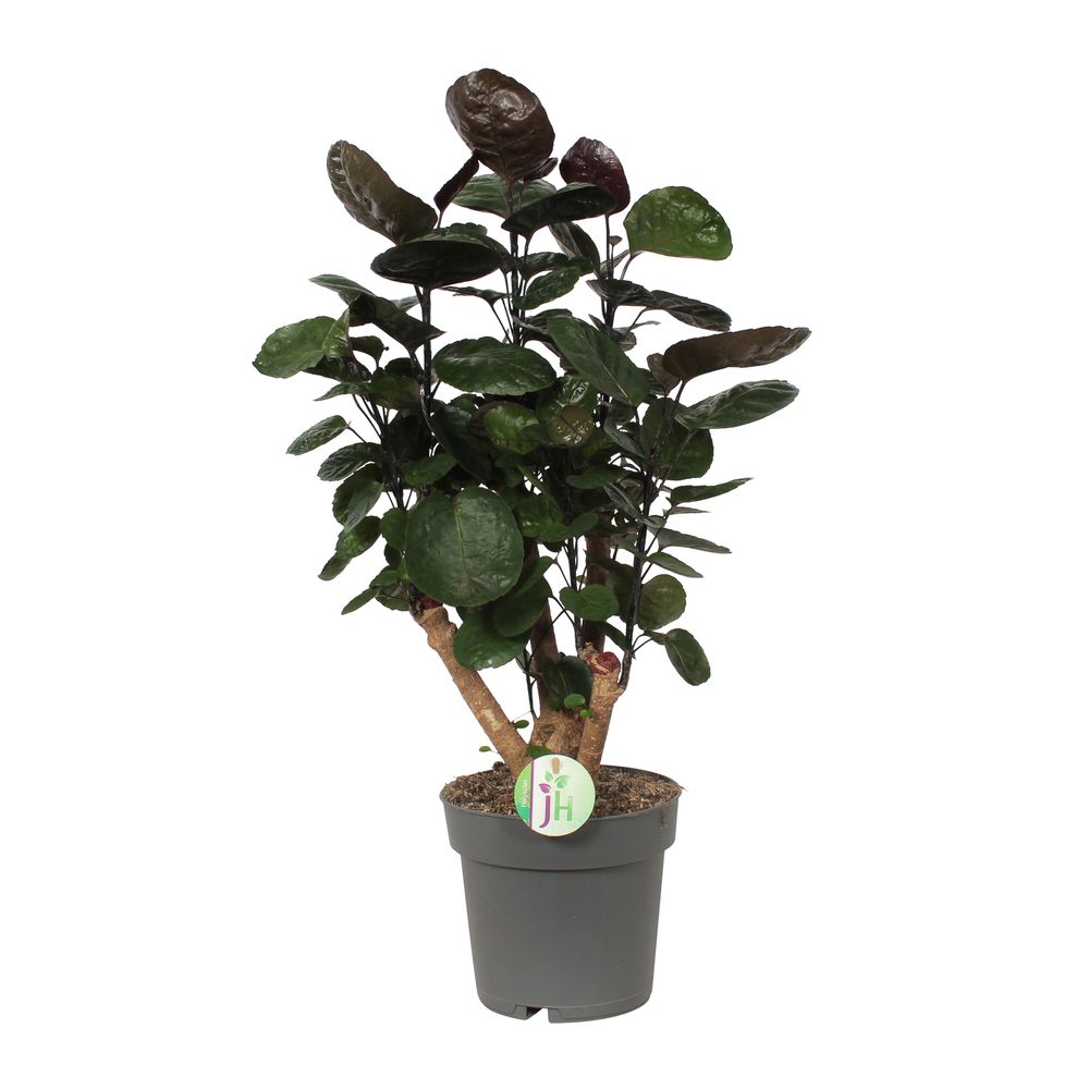 Polyscias 'Fabian' : pot D.17cm