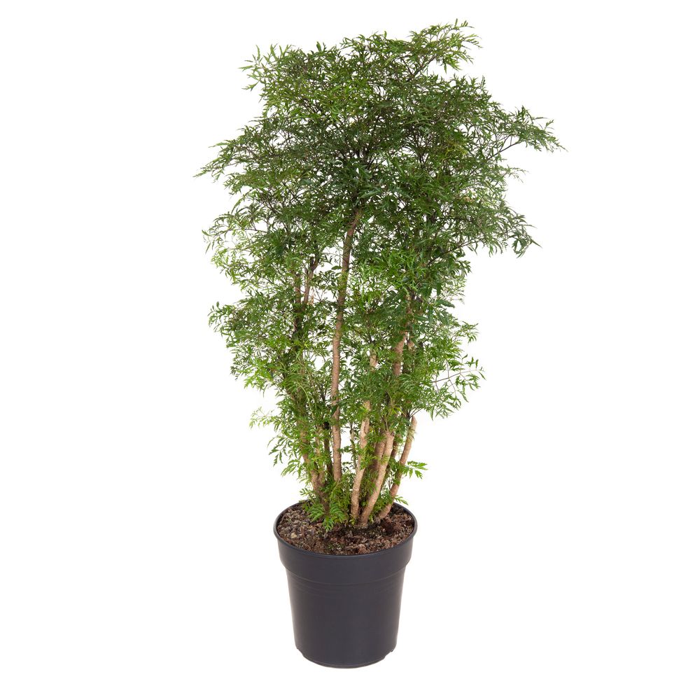Polyscias ramifié 'Ming' : pot D.27cm