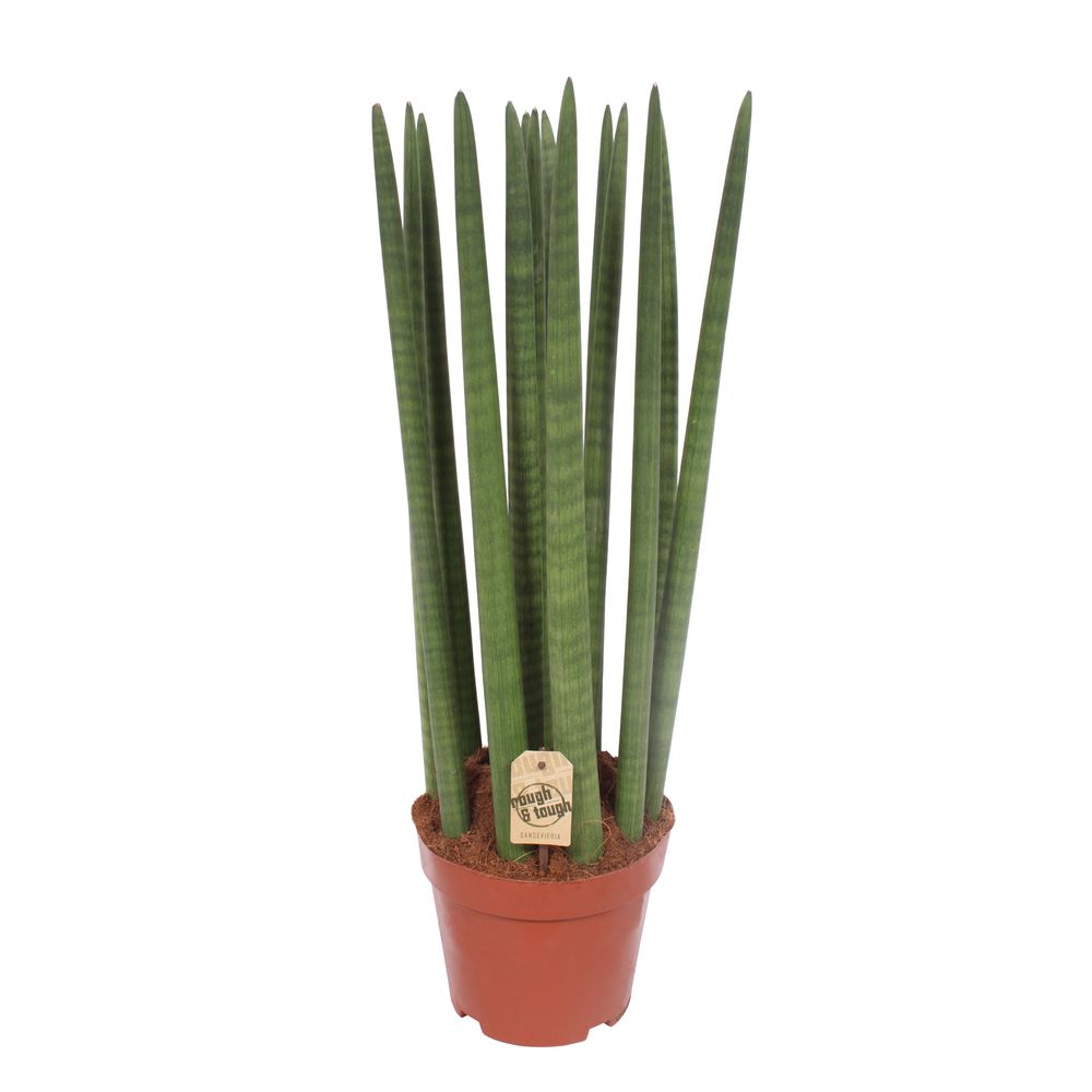 Sansevieria cylindrica 'Straight' : pot D.21cm