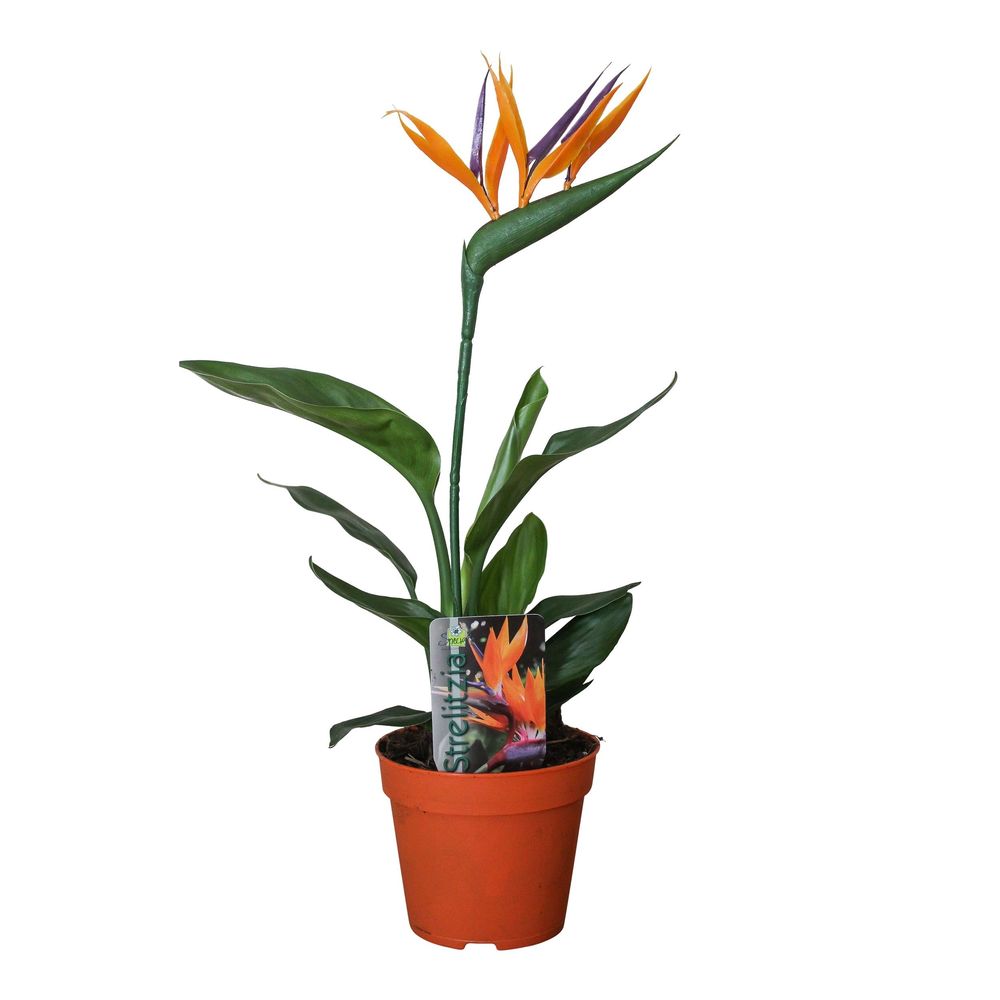 Strelizia reginae, 2 pieds : pot D.13cm