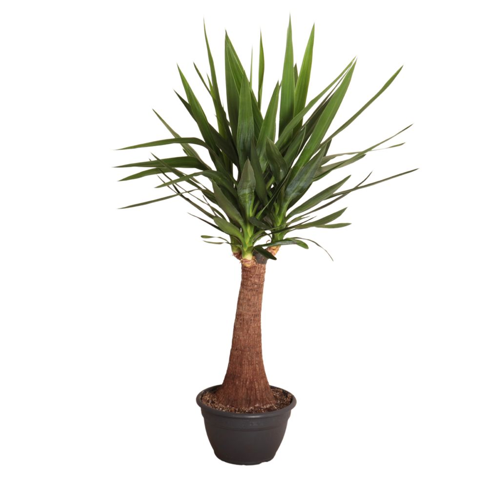 Yucca 'Maya Tree' : pot D.26cm