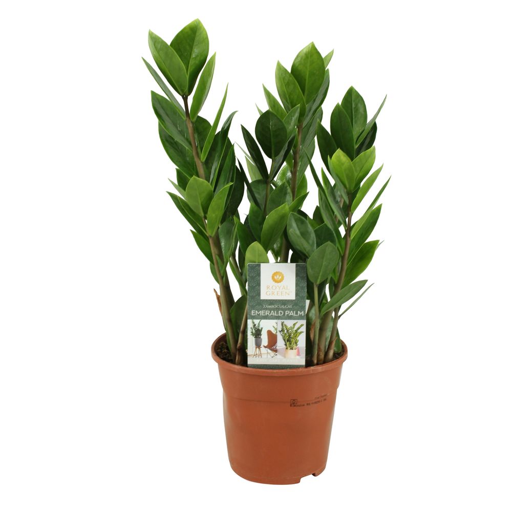 Zamioculcas : pot D.14cm