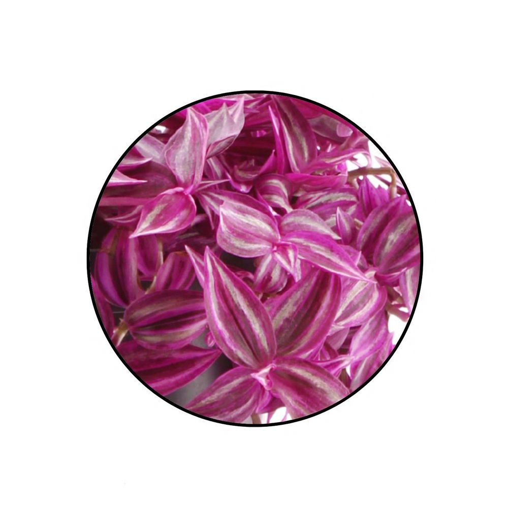 Tradescantia 'Pink Paradise' : pot D.14cm